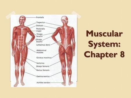 Muscular System: Chapter 8