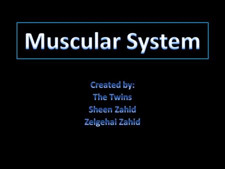 The Muscular System Structure Muscles have tissues that holds muscle cells together that provides elasticity. Muscle tissue also has many contractile.