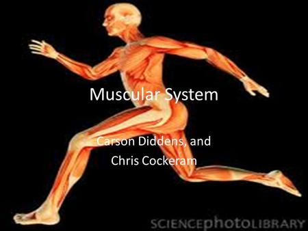 Muscular System Carson Diddens, and Chris Cockeram.