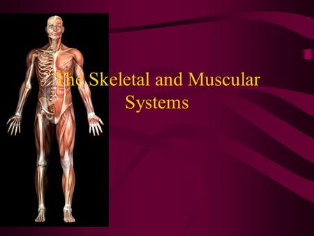 The Skeletal and Muscular Systems. The Skeletal System The bones of the body make up the skeletal system (206 bones in adults) FUNCTION: Bones provide.