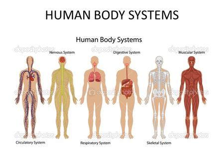 HUMAN BODY SYSTEMS.