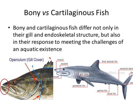 Bony vs Cartilaginous Fish