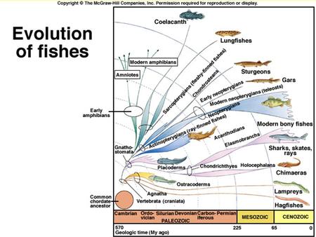 Superclass Osteichthyes bony fishes Class Actinopterygii Ray finned fishes Class Sarcopterygii (lobe fin fishes) Lung fishes Coelocanth.