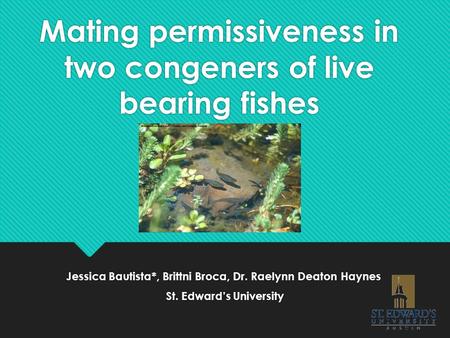 Mating permissiveness in two congeners of live bearing fishes Jessica Bautista*, Brittni Broca, Dr. Raelynn Deaton Haynes St. Edward’s University Jessica.