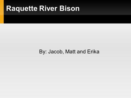 Raquette River Bison By: Jacob, Matt and Erika. Dale Healey Raising bison for 19 years A native of Potsdam His father raised cattle and horses.