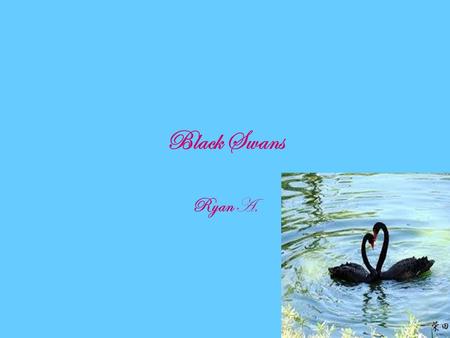 Black Swans Ryan A.. Where do black swans live? They are usually found in Australia and Tasmania. Populations in New Zealand have been introduced.