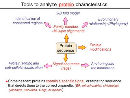 Tools to analyze protein characteristics Protein sequence -Family member -Multiple alignments Identification of conserved regions Evolutionary relationship.