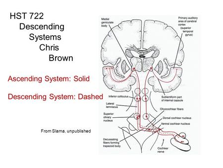 HST 722 Descending Systems Chris Brown From Slama, unpublished Ascending System: Solid Descending System: Dashed.