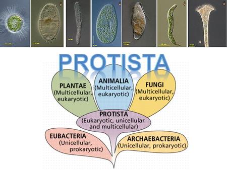 In General Usually unicellular Reproduction: Some asexual, some sexual, some both Kingdom for life that doesn’t fit in animals, plant or fungi kingdom.