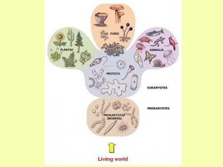 How were cells discovered? The microscope led to the discovery of cells.