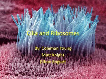 Cilia and Ribosomes By: Coleman Young Matt Knight Ethan Englert.