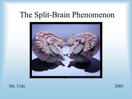 The Split-Brain Phenomenon Ms. Cole2005