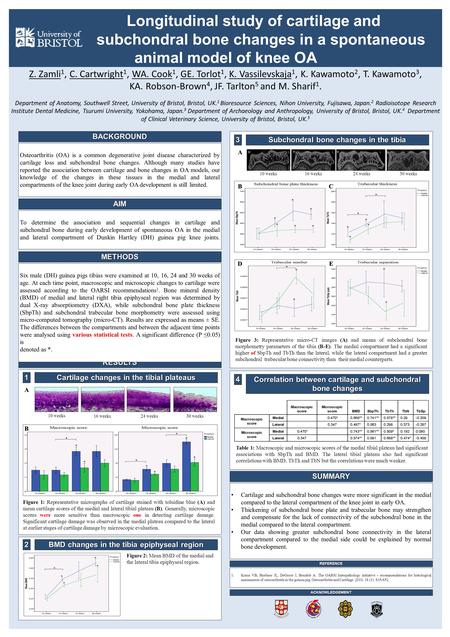 Longitudinal study of cartilage and subchondral bone changes in a spontaneous animal model of knee OA Z. Zamli 1, C. Cartwright 1, WA. Cook 1, GE. Torlot.