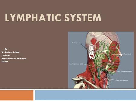 By- Dr Garima Sehgal Lecturer Department of Anatomy KGMU