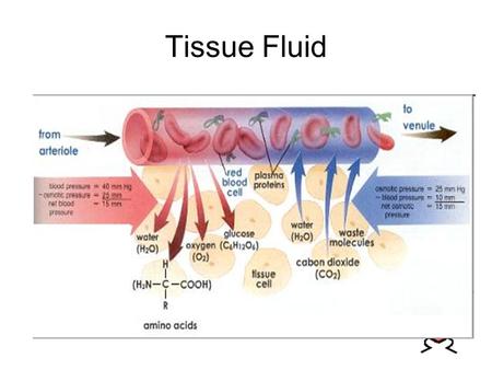 Tissue Fluid.