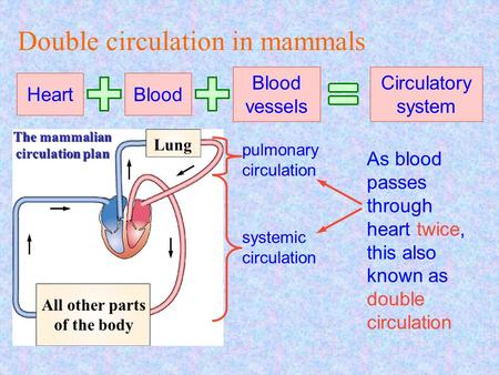 Lung All other parts of the body The mammalian circulation plan Double circulation in mammals Heart Blood Blood vessels Circulatory system pulmonary circulation.