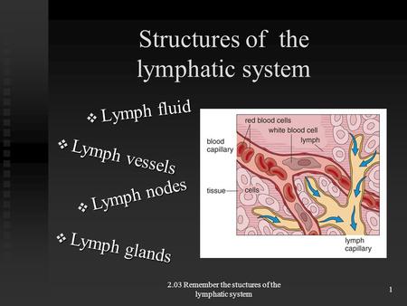 Structures of the lymphatic system