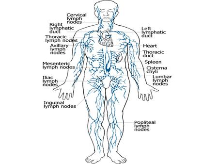 Definition The tissues and organs that produce, store, and carry white blood cells that fight infections and other diseases. This system includes the.