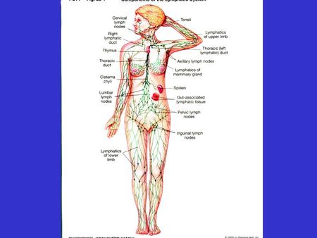 Lymphatic System.