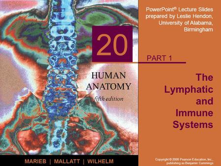 PowerPoint ® Lecture Slides prepared by Leslie Hendon, University of Alabama, Birmingham HUMAN ANATOMY fifth edition MARIEB | MALLATT | WILHELM 20 Copyright.