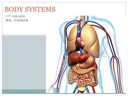 7 TH GRADE MR. FISHER BODY SYSTEMS. Body Systems (11) Nervous System Endocrine System Skeletal System Muscular System Digestive System Circulatory System.