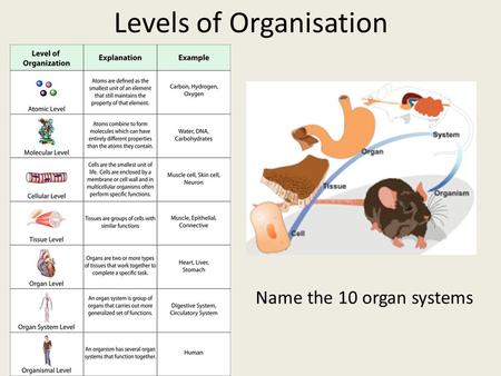 Levels of Organisation Name the 10 organ systems.