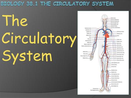 The Circulatory System. Transport and Distribution: Regardless of your activities, whether you are sleeping, exercising, reading or watching TV, your.