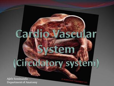 Ajith Sominanda Department of Anatomy. Lecture outline Why a circulatory system ? Arrangement of the CVS Vascular tree-Gross Anatomy CVS histology.