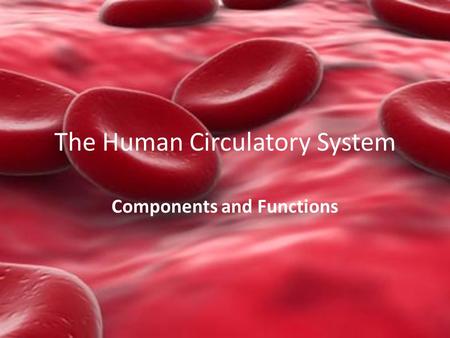 The Human Circulatory System