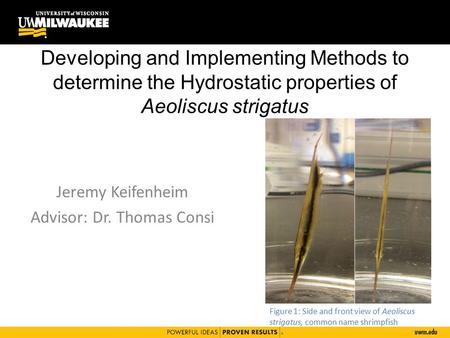 Developing and Implementing Methods to determine the Hydrostatic properties of Aeoliscus strigatus Jeremy Keifenheim Advisor: Dr. Thomas Consi Figure 1: