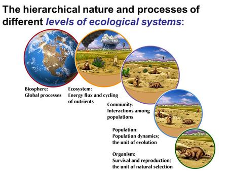 Individual organism: How do structure, physiology, and behavior lead to the individual’s survival and reproduction? Population: What determines the number.