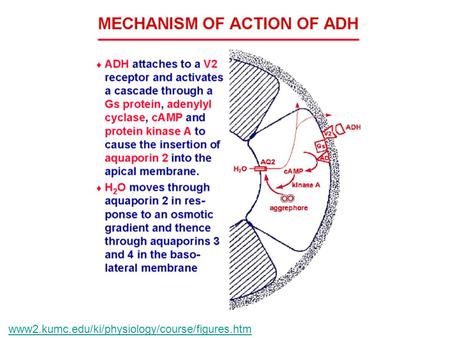 Www2.kumc.edu/ki/physiology/course/figures.htm.