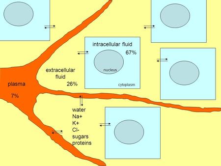 Nucleus cytoplasm extracellular fluid water Na+ K+ Cl- sugars proteins plasma intracellular fluid 7% 26% 67%