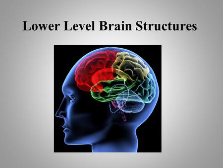 Lower Level Brain Structures. These are the inner most levels of your brain This part of the brain developed first.