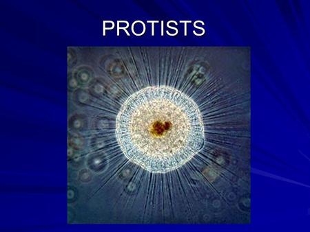 PROTISTS. KINGDOM PHYLUM GENUS FAMILY CLASS ORDER SPECIES DOMAIN.