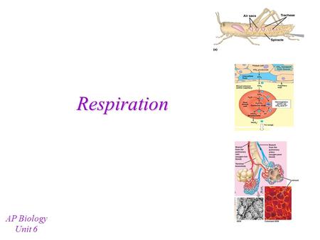 Respiration AP Biology Unit 6 Types of Respiratory Systems Animals typically do gas exchange through one (or more) of the following means: –Skin (body.