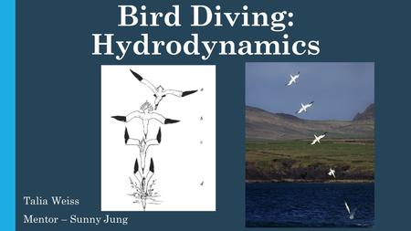 Bird Diving: Hydrodynamics Talia Weiss Mentor – Sunny Jung.