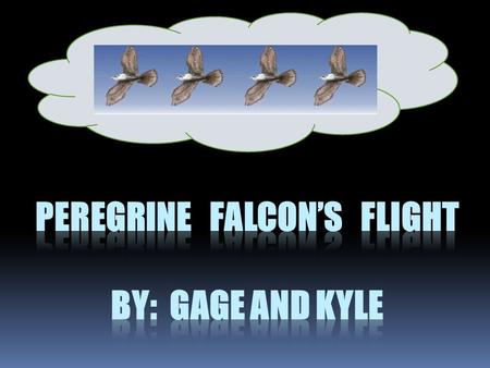 Wing Span:. Peregrine falcons are one of the swiftest flyers.. Peregrine falcons have a wingspan of 37 to 40 inches.. A Male’s wingspan is on the smaller.