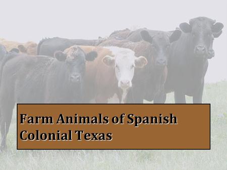 Farm Animals of Spanish Colonial Texas