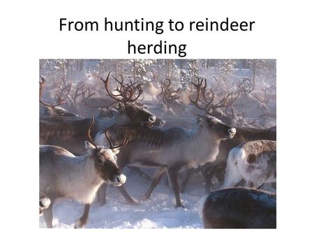 From hunting to reindeer herding. After Ice-age Finland was occupied by people who were roaming after forest reindeer and moose approximately 9000-7000.