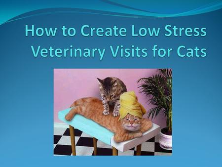 Transport your cat in a carrier Cats are often startled by loud noises or other pets, and, if you’re carrying your cat in your hands, you might not be.