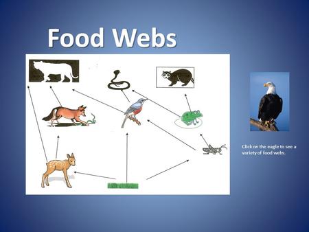 Food Webs Click on the eagle to see a variety of food webs.