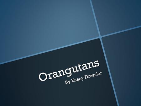 Orangutans By Kasey Dressler. Environment Orangutans habitat is wet and dry. The floor is wet and the top is dry. They mostly live in Borneo and Sumatra.