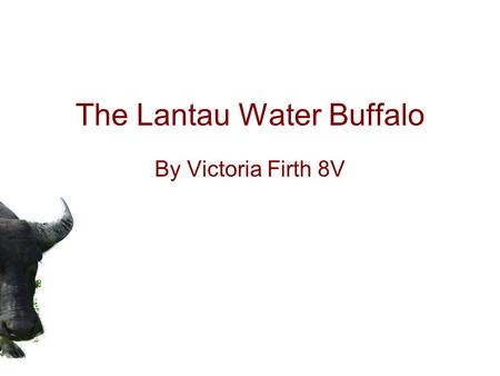 The Lantau Water Buffalo By Victoria Firth 8V. What is the Lantau Water Buffalo? Big and very heavy animals And were used for farming.