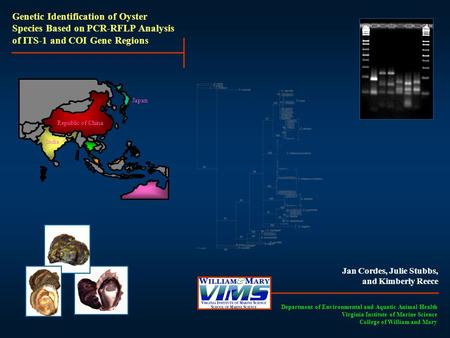 Jan Cordes, Julie Stubbs, and Kimberly Reece Genetic Identification of Oyster Species Based on PCR-RFLP Analysis of ITS-1 and COI Gene Regions Department.