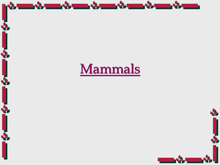 Mammals Mammal Numbers Appeared 140 million yrs ago. Appeared 140 million yrs ago. Dinosaur food for 80 million yrs. Dinosaur food for 80 million yrs.