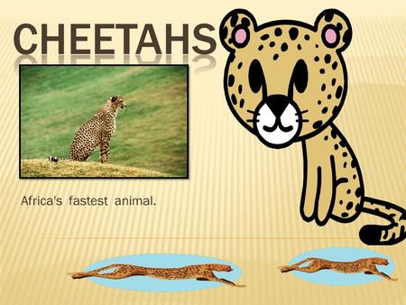 Africa's fastest animal.. 1.SIZE 2.DIET 3.DESCRIPTION 4.INTERESTING FACTS 5.ENEMIES.