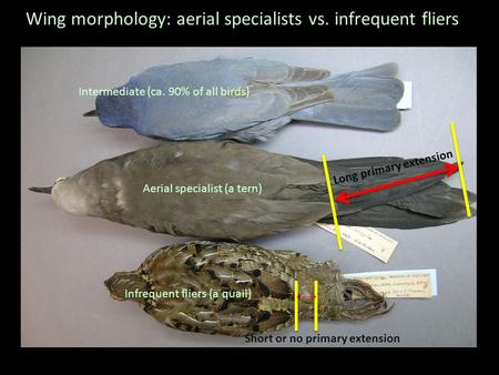 Wing morphology: aerial specialists vs. infrequent fliers Aerial specialist (a tern) Infrequent fliers (a quail) Intermediate (ca. 90% of all birds) Long.