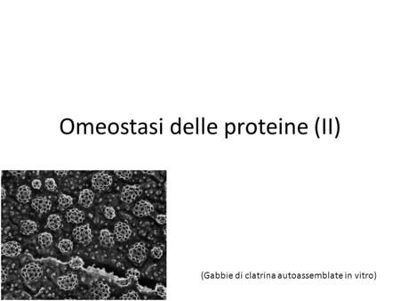 Omeostasi delle proteine (II) (Gabbie di clatrina autoassemblate in vitro)