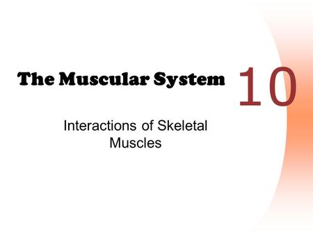 Interactions of Skeletal Muscles